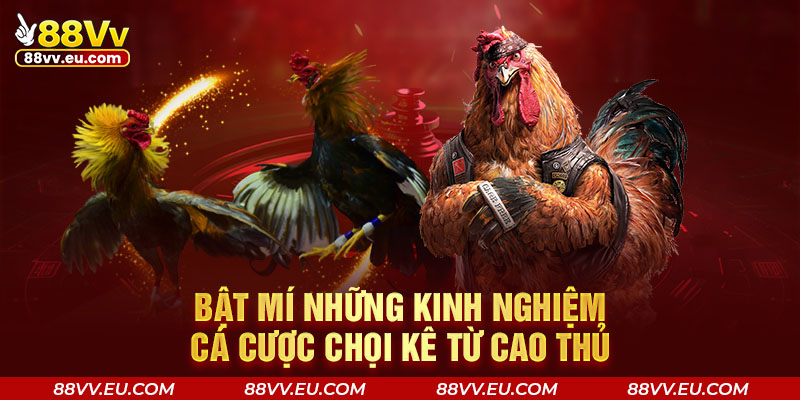 Bật mí những kinh nghiệm cá cược chọi kê từ cao thủ Bật mí những kinh nghiệm cá cược chọi kê từ cao thủ